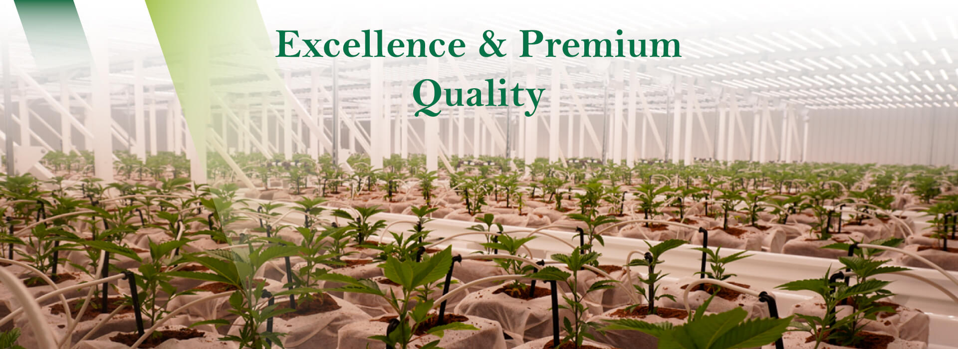 Green Smart Farmer Services In Woodlake